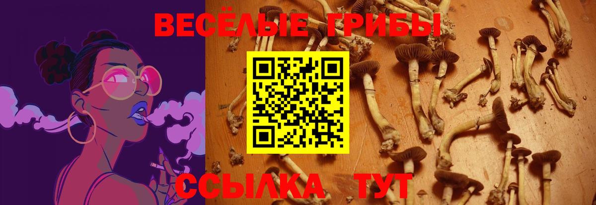 Галлюциногенные грибы Psilocybe Фурманов